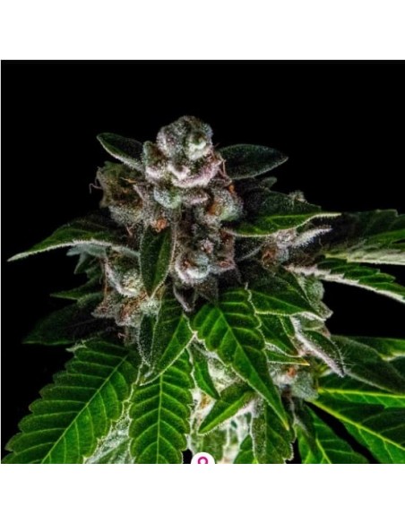 DNA Genetics - Baker's Delight - Sorbet Collection - Femminizzata 6 Semi di cannabis DNA Genetics - Baker's Delight - Sorbet Collection - Femminizzata 6 Semi di cannabis