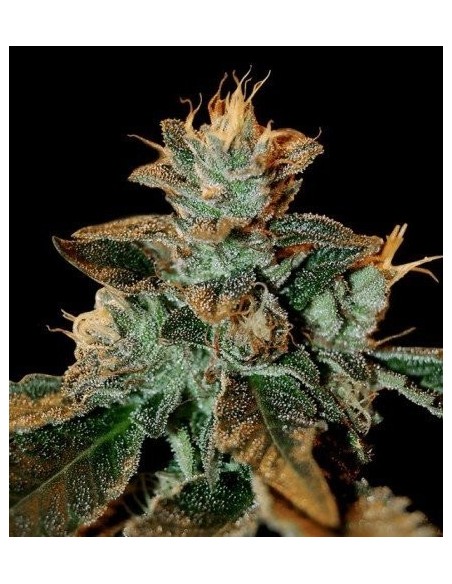 DNA Genetics - Cataract Kush - Femminizzata 5 Semi