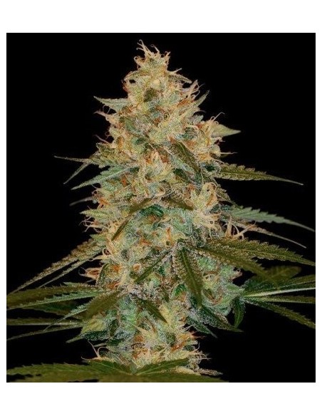 DNA Genetics - Chocolope Kush - Femminizzata 3 Semi