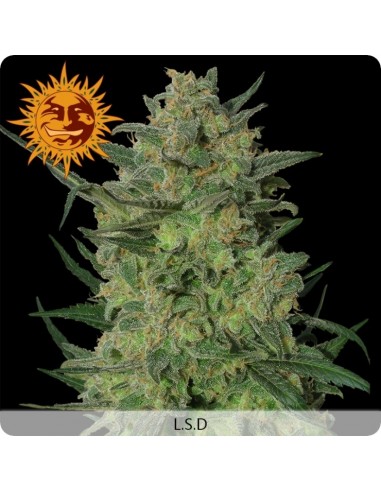 Barney's Farm - LSD - 1 Seme Femm "Cannabis Cup 2008"