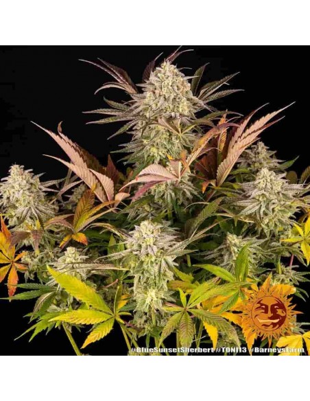 Barney's Farm - Blue Sunset Sherbert - 1 Seme - Femminizzato