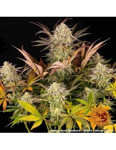 Barney's Farm - Blue Sunset Sherbert - 5 Semi - Femminizzato 2