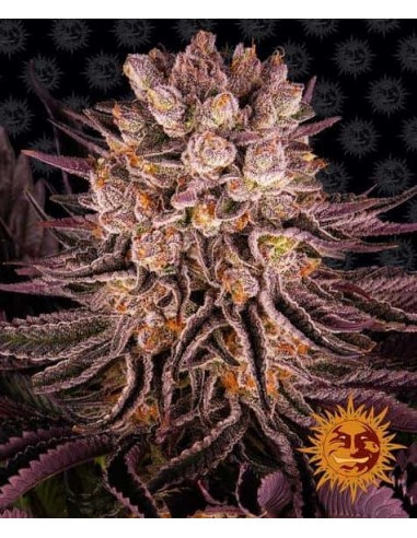 Barney's Farm - Mimosa X Orange Punch - 1 Seme - Femminizzato