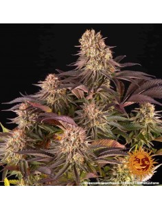 Barney's Farm - Mimosa X Orange Punch - 10 Semi - Femminizzati 2