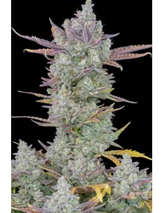 Fast Buds - Gorilla Cookies Auto -  10 Semi 2