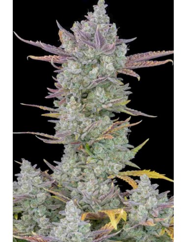 Fast Buds - Gorilla Cookies Auto -  10 Semi