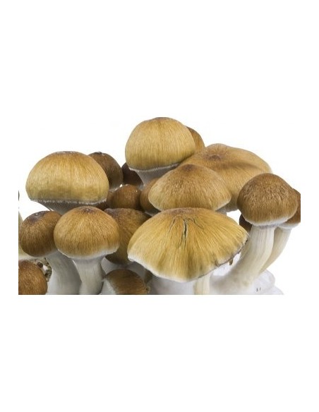 Spore in Siringa - Psilocybe Cubensis Dutch King Messicani 10mL