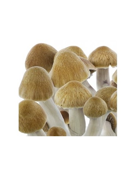 Spore in Siringa - Psilocybe Cubensis Ecuador - 10mL