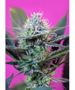 Sweet Seeds - + Speed Auto - 5 Semi + 2 Gratis