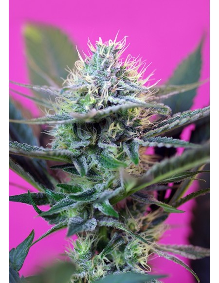 Sweet Seeds - + Speed Auto - 5 Semi + 2 Gratis