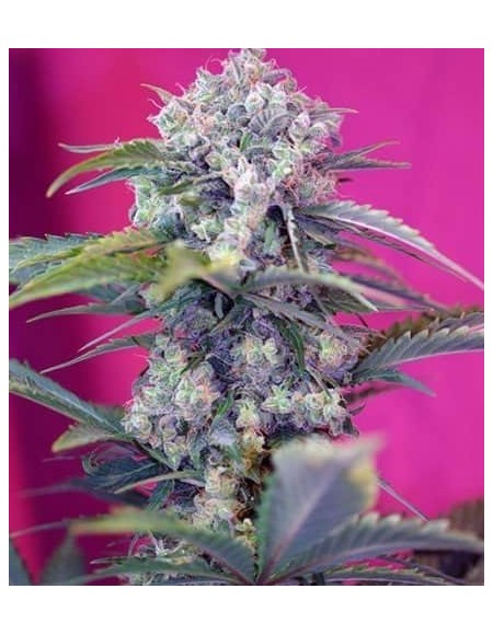 Sweet Seeds - Cream Mandarine Auto - 5 Semi + 2 Gratis