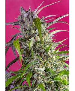 Sweet Seeds - Crystal Candy Auto - 5 Semi + 2 Gratis