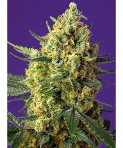 Sweet Seeds - Crystal Candy XL Auto - 5 Semi + 2 Gratis