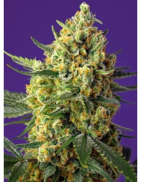 Sweet Seeds - Crystal Candy XL Auto - 5 Semi + 2 Gratis