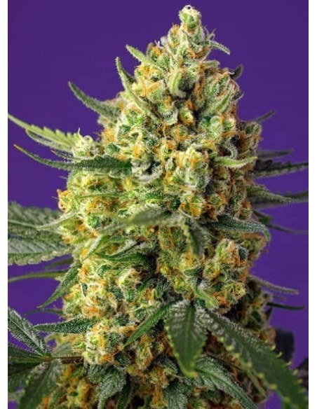 Sweet Seeds - Crystal Candy XL Auto - 5 Semi + 2 Gratis