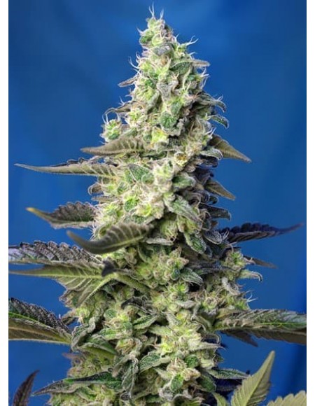 Sweet Seeds - Green Poison XL Auto - 5 Semi + 2 Gratis