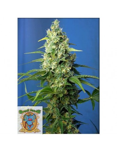 Sweet Seeds - Honey Peach CBD Auto - 3 Semi + 1 Gratis