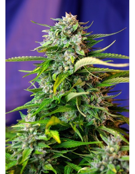 Sweet Seeds - Jack 47 Auto - 5 Semi + 2 Gratis