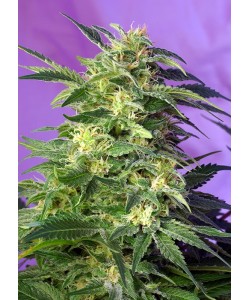 Sweet Seeds - Killer Kush Auto - 5 Semi + 2 Gratis