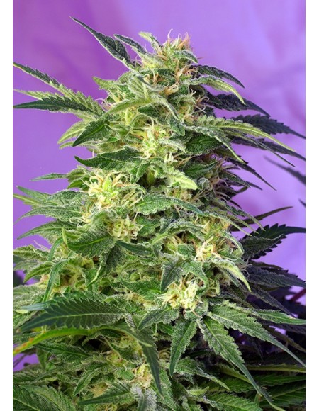 Sweet Seeds - Killer Kush Auto - 5 Semi + 2 Gratis