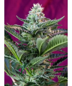 Sweet Seeds - Mohan Ram Auto - 5 Semi + 2 Gratis