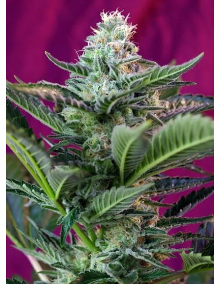 Sweet Seeds - Mohan Ram Auto - 5 Semi + 2 Gratis