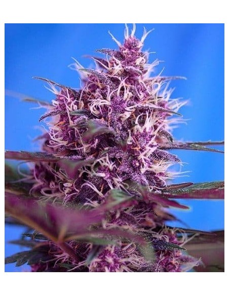 Sweet Seeds - Red Poison Auto - Red Family - 5 Semi + 2 Gratis