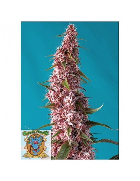Sweet Seeds Red Pure CBD 3+1 Auto