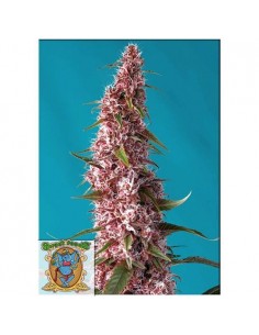 Sweet Seeds Red Pure CBD...
