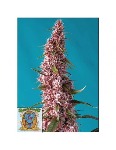 Sweet Seeds Red Pure CBD 5+2 Auto