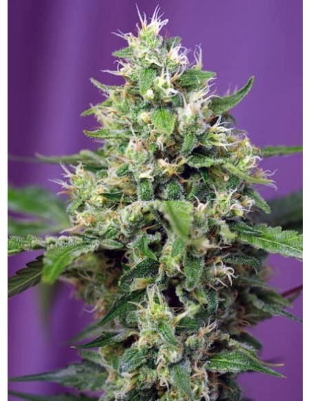 Sweet Seeds - Sweet Amnesia Haze XL Auto - 5 Semi + 2 Gratis