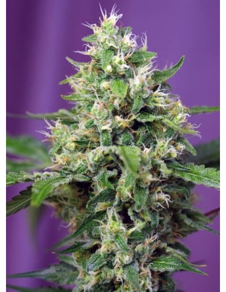 Sweet Seeds - Sweet Amnesia Haze XL Auto - 5 Semi + 2 Gratis