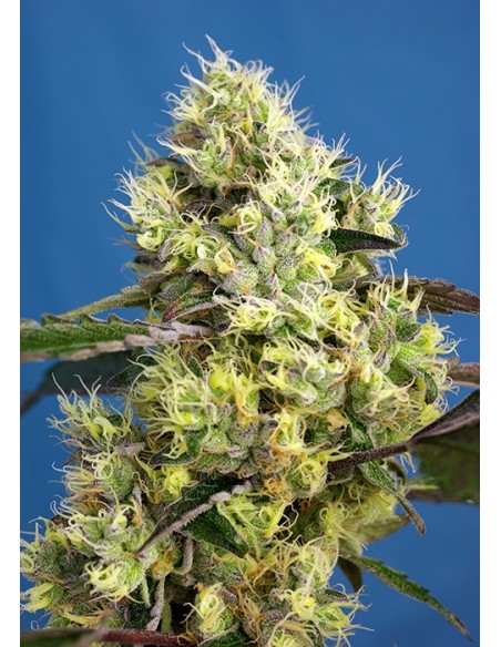 Sweet Seeds - Sweet Gelato Auto - 5 Semi + 2 Gratis