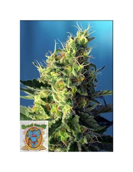 Sweet Seeds Sweet Pure CBD 5+2 Semi Auto