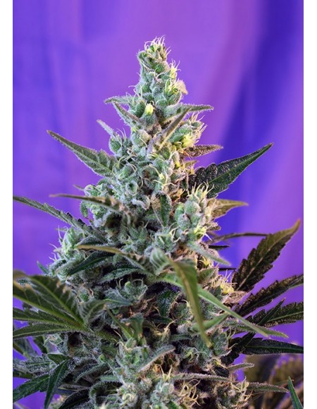 Sweet Seeds - Sweet Skunk Auto - 5 Semi + 2 Gratis