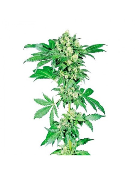 SENSI SEEDS - AFGHANI 1 FEMMINIZZATA - REDUX SERIES - 1 SEME