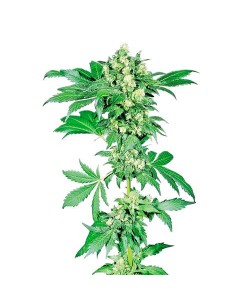SENSI SEEDS - AFGHANI 1...