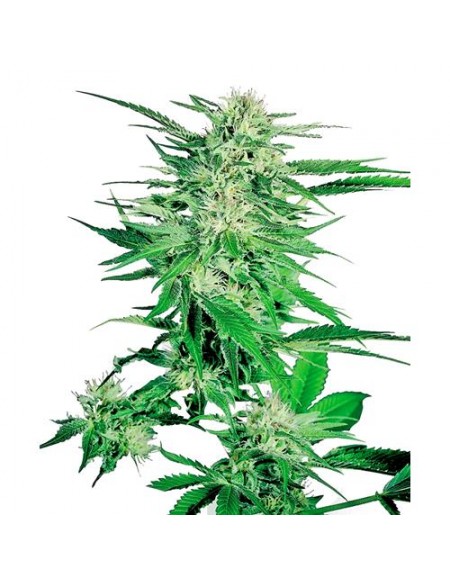 SENSI SEEDS - BIG BUD FEMMINIZZATA - 1 SEME