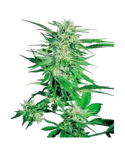 SENSI SEEDS - BIG BUD...