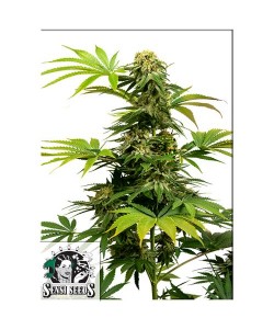 SENSI SEEDS - BLACK...