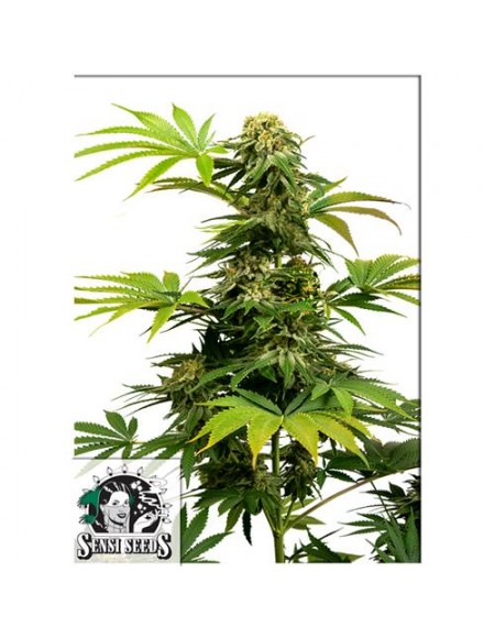 SENSI SEEDS - BLACK HARLEQUIN  - 5 SEMI