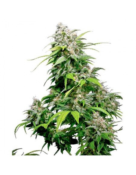 SENSI SEEDS - CALIFORNIA INDICA FEMMINIZZATA - 3 SEMI