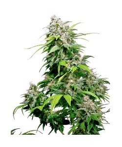 SENSI SEEDS - CALIFORNIA...