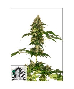 Sensi Seeds Cobalt Haze (Ex...