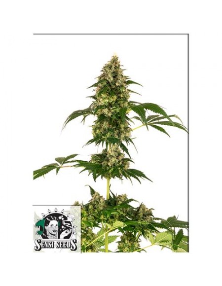 Sensi Seeds Cobalt Haze (Ex Sensi 11) 1 Seme