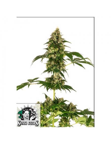 SENSI SEEDS - COBALT HAZE - 1 SEME