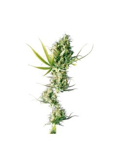 Sensi Seeds - Durban...