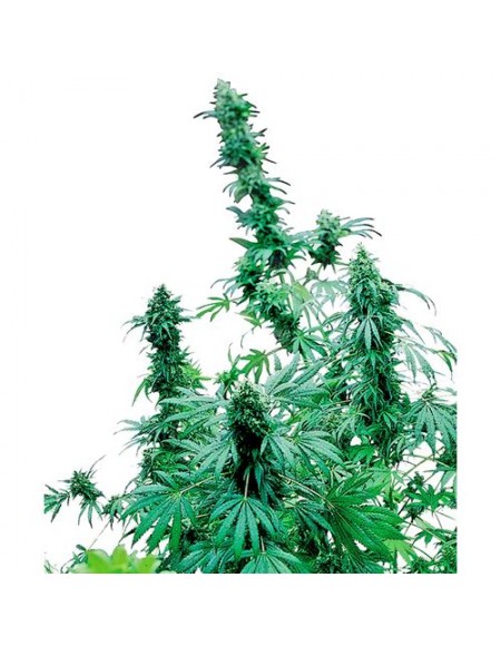 Sensi Seeds - Early Skunk Femminizzata - 3 Semi