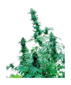 Sensi Seeds - Early Skunk...