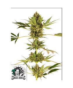 Sensi Seeds - Himalayan Cbd...